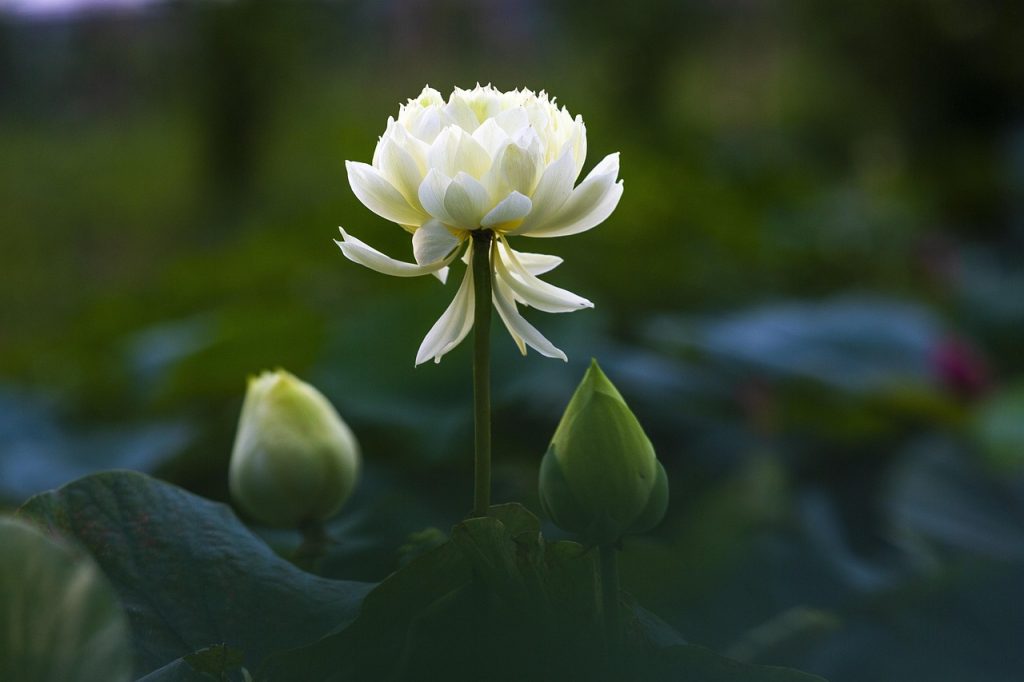 hanoi, lotus, viet, nam, hanoi, hanoi, hanoi, hanoi, hanoi